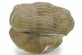Bargain, Illaenus Sinuatus Trilobite Fossil - Russia #363087-1